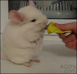 Chinchilla-walking.gif